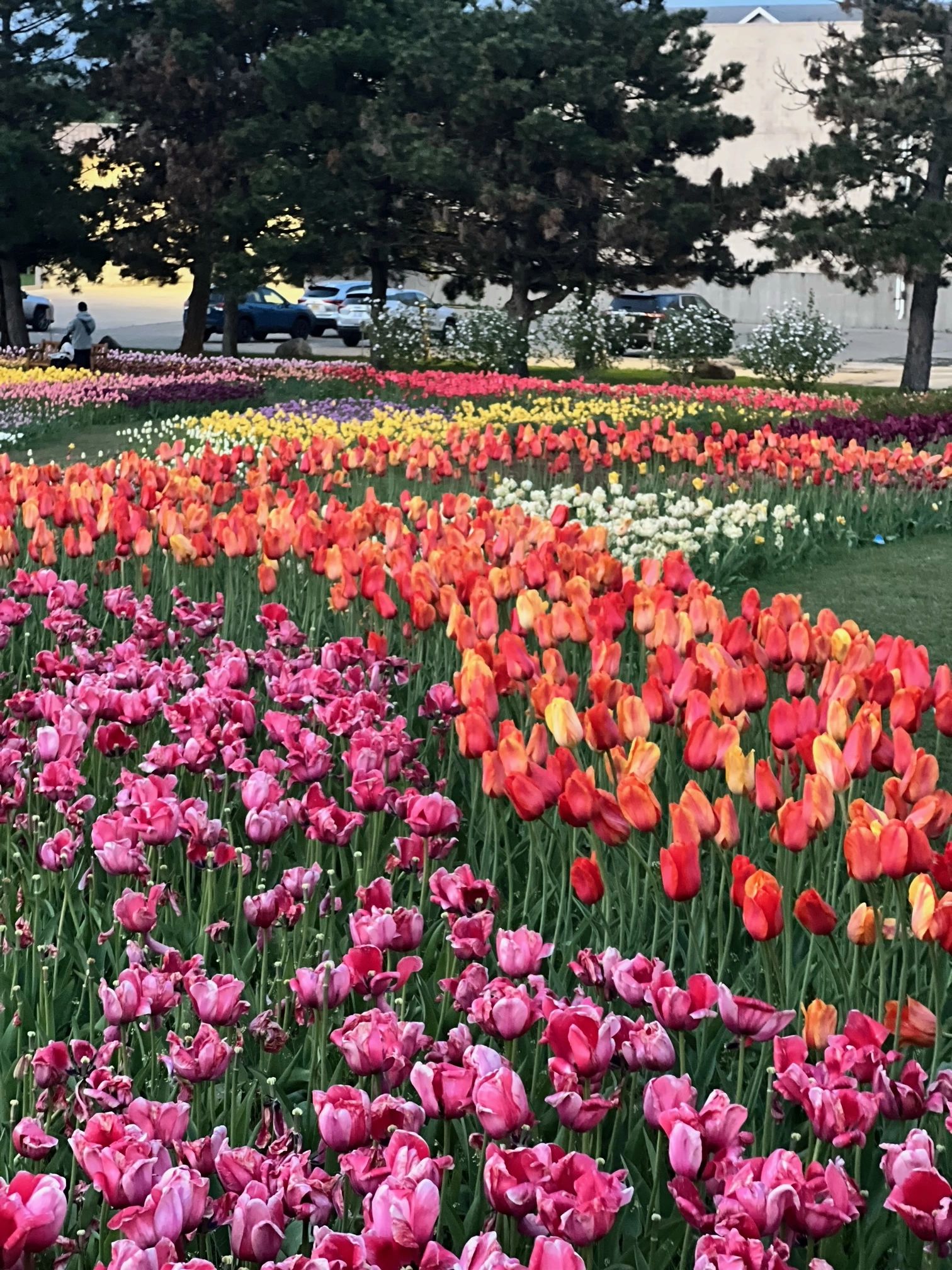 Vibrant tulip field with mixed colors