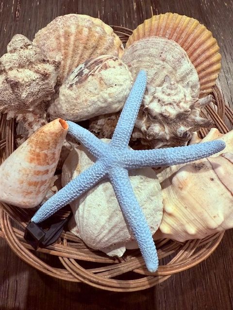 Seashells/photo courtesy of Boat Safe Chicago