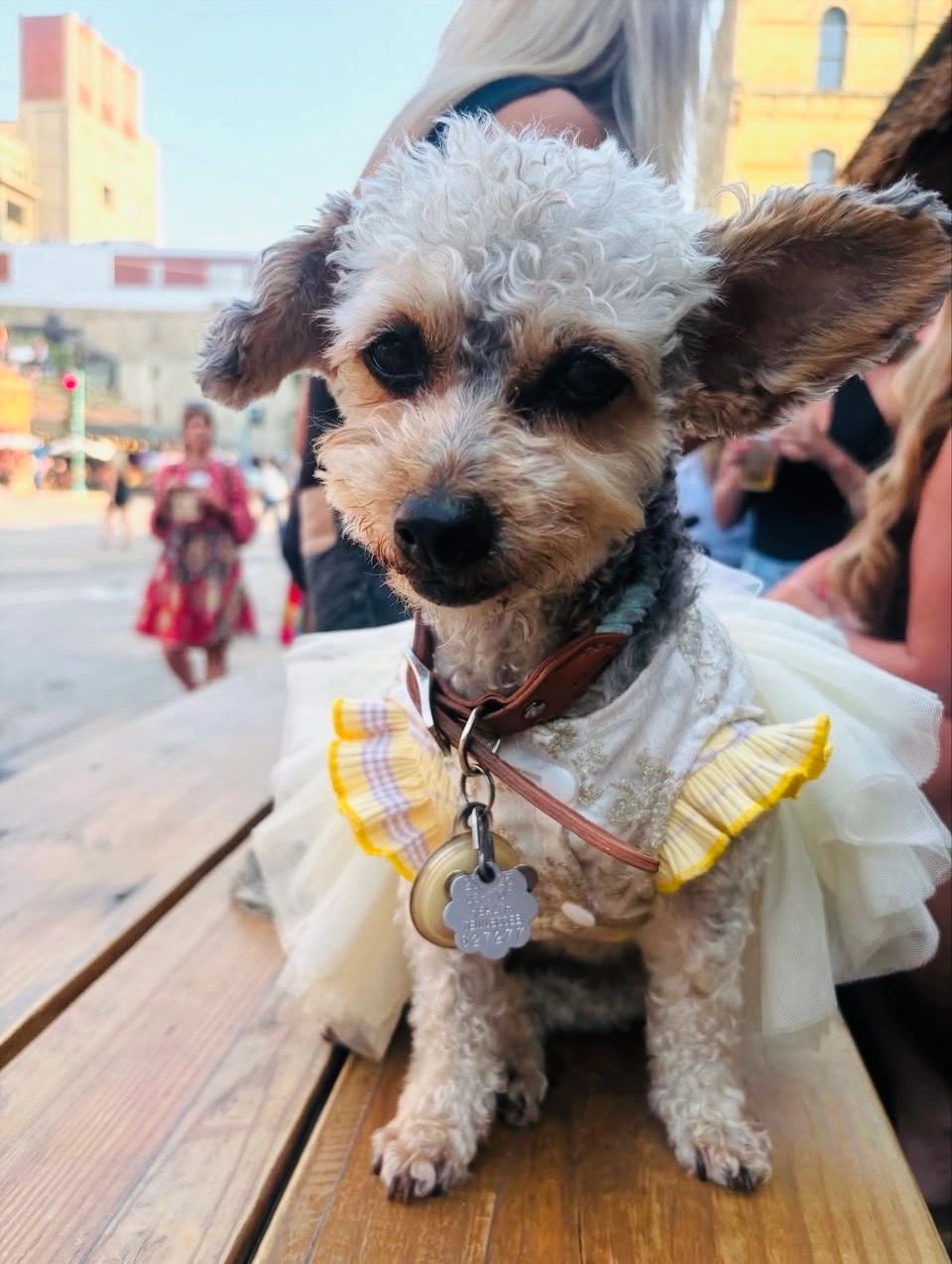 Pirata/photo courtesy of @dondeeslapirata on Instagram Captain life captain's dog become a captain Pirata/photo courtesy of @dondeeslapirata on Instagram Captain life captain's dog become a captain