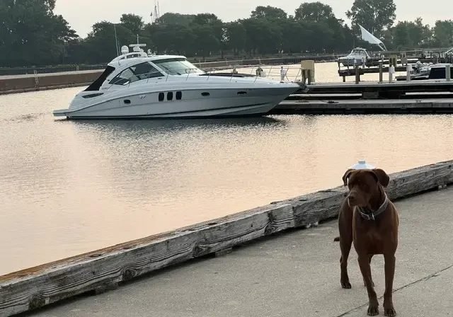 Brown dog standing on a dock next to a boat, with a wooden bridge in the background