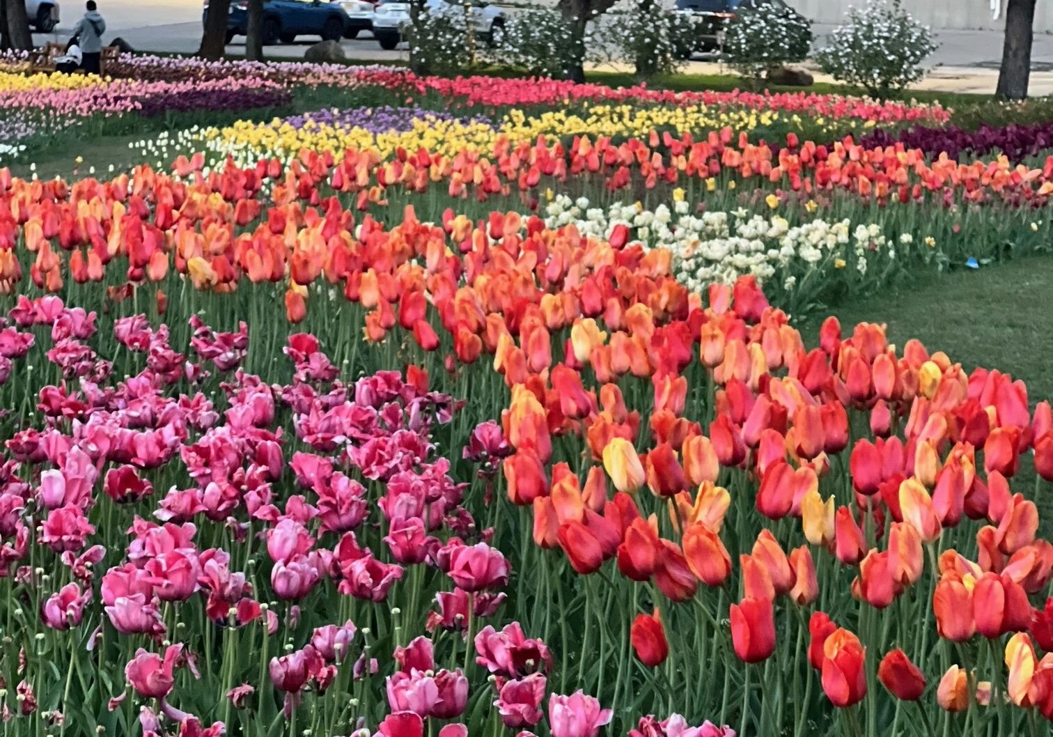 Vibrant tulip field with mixed colors